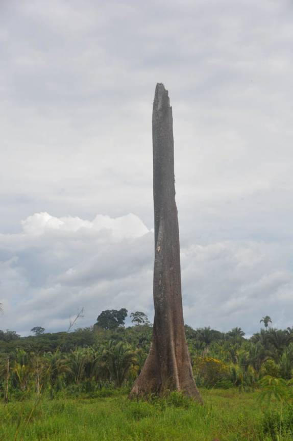 Grande árvore morta ao lado da Transamazônica - PA